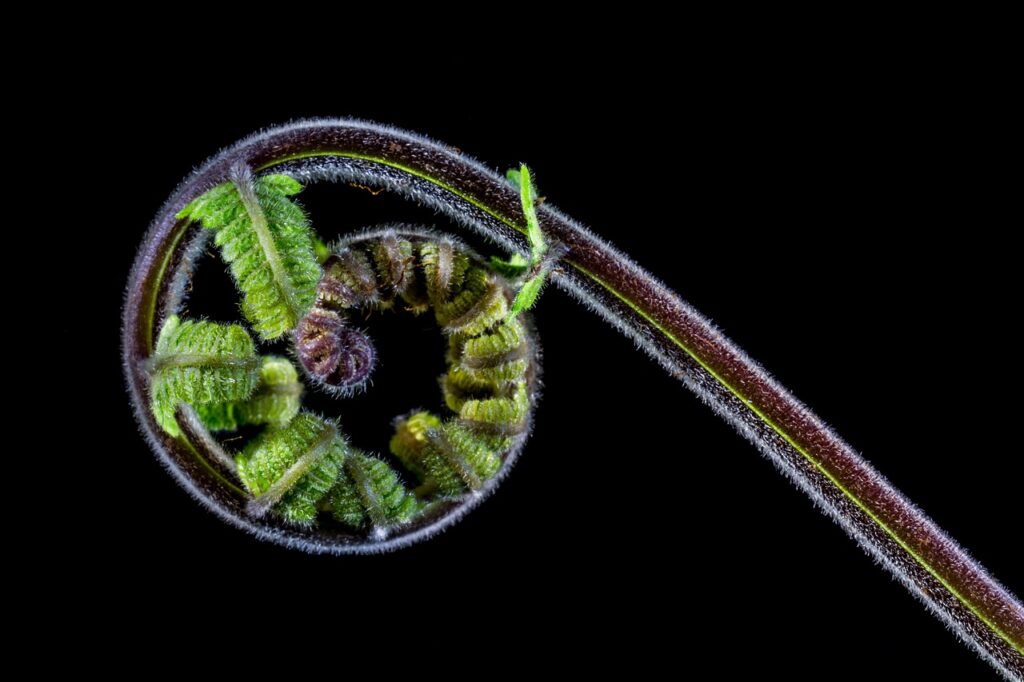 fern, young fern, fresh shoots, fern, fern, fern, fern, fern-321458.jpg